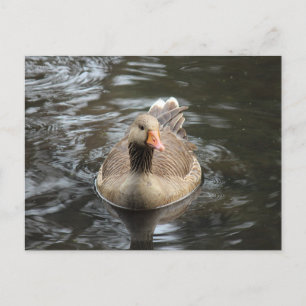 Greylag Goose. Roath Park Lake, Cardiff, Wales Postcard