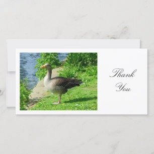 Greylag Goose - Thank You