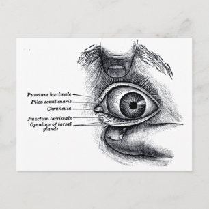 Grey's Anatomy — eyeball Postcard