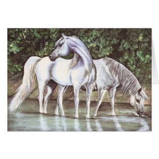 Greys in stream