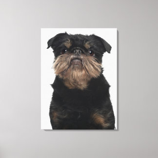 Griffon Bruxellois close-up Canvas Print