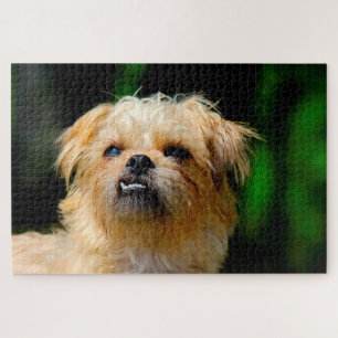 Griffon Dog Jigsaws. Jigsaw Puzzle