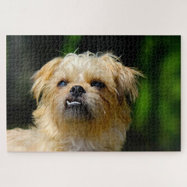 Griffon Dog Jigsaws. Jigsaw Puzzle (Horizontal)