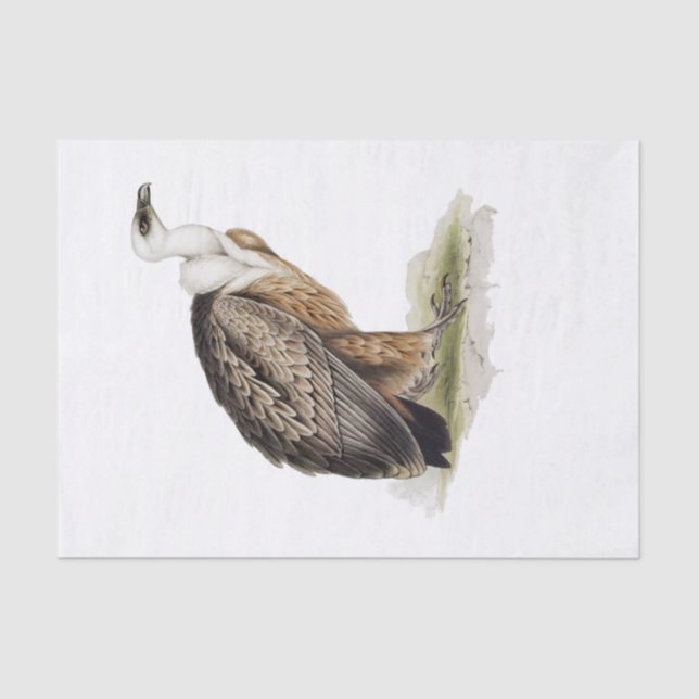 Griffon Vulture Decoupage Tissue Paper (Front)