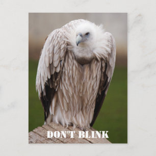 Griffon Vulture, "Don't Blink" Postcard