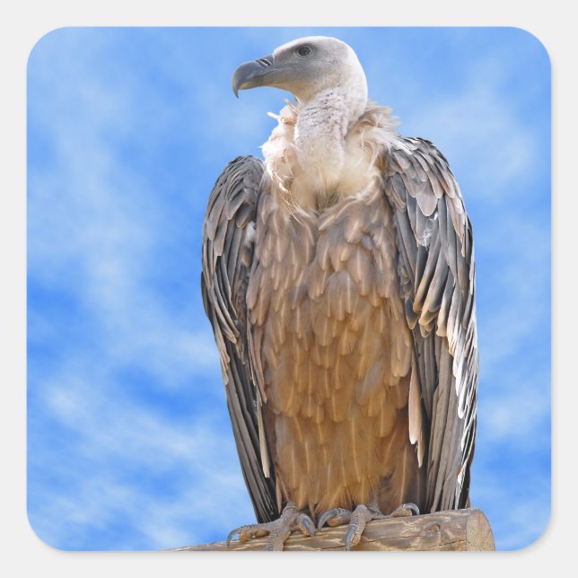 Griffon vulture on branch square sticker (Front)