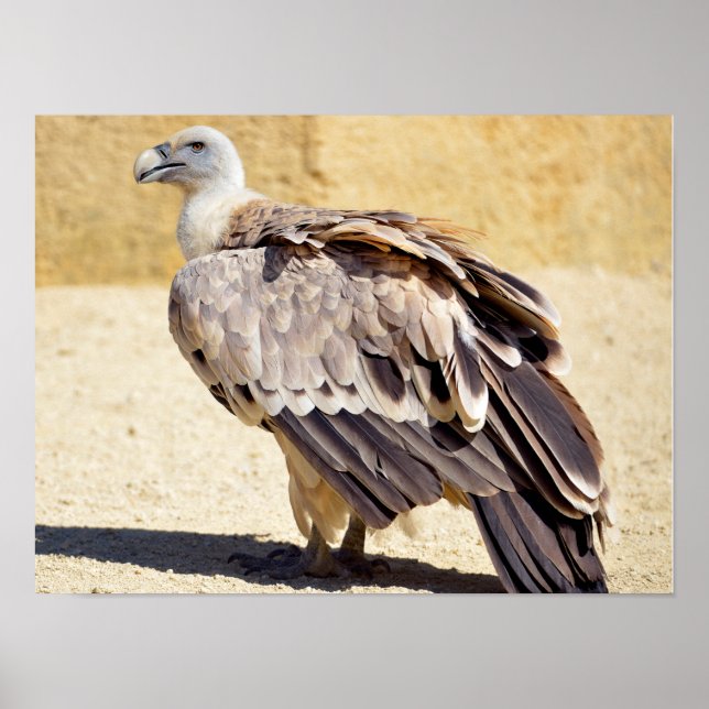 Griffon vulture on ground postcard metal ornament  poster (Front)