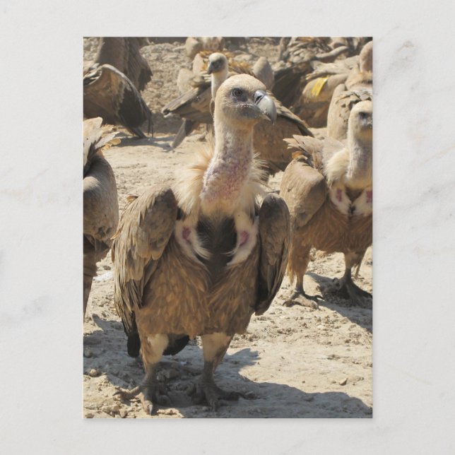 Griffon Vulture Postcard (Front)
