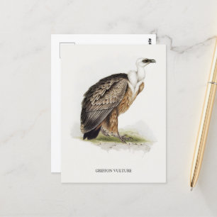 Griffon Vulture Postcard