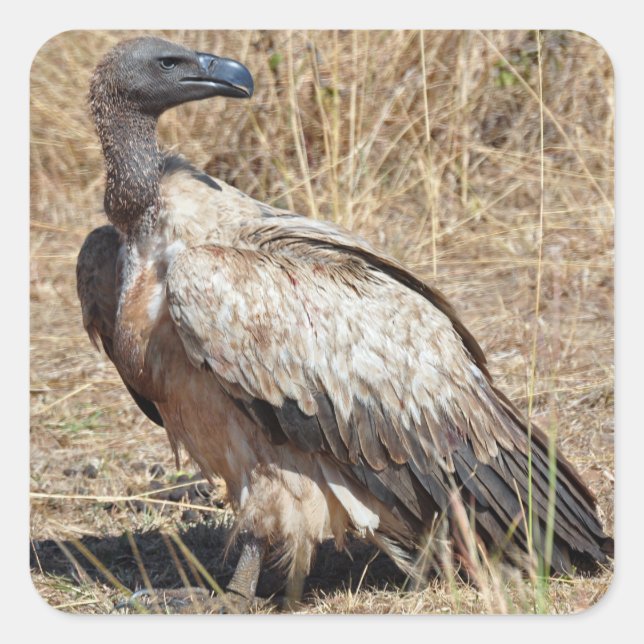 Griffon Vulture Sticker (Front)