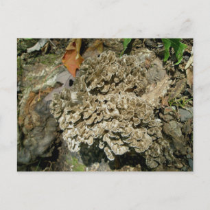 Grifola frondosa Mushroom Postcard