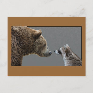 Grizzle Bear Meets Racoon Postcard
