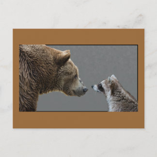 Grizzle Bear Meets Racoon Postcard