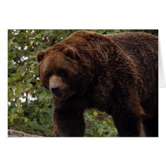 Grizzly Bear-005 Card