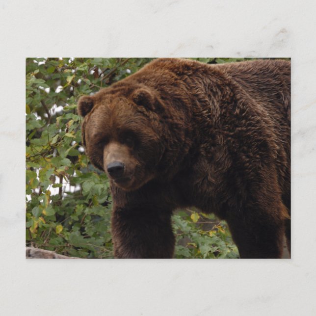 grizzly-bear-005 postcard (Front)
