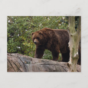 grizzly-bear-013 postcard