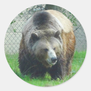 Grizzly Bear #1 Stickers