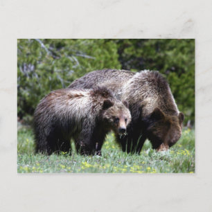 Grizzly Bear and Cub Postcard