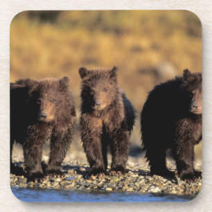 Grizzly bear, brown bear, cubs, Katmai National Coaster