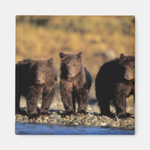 Grizzly bear, brown bear, cubs, Katmai National Magnet