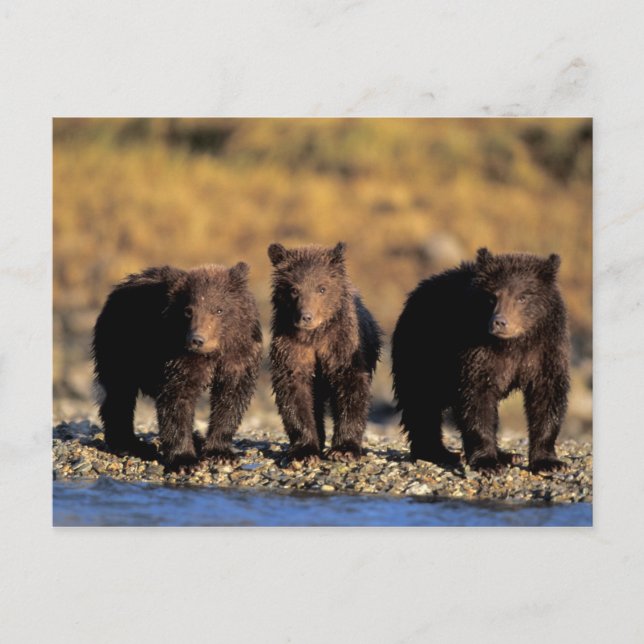 Grizzly bear, brown bear, cubs, Katmai National Postcard (Front)