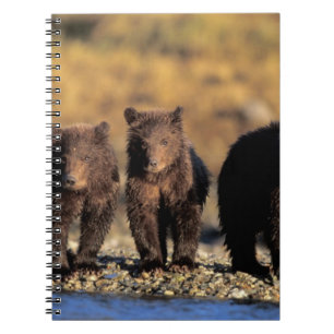 Grizzly bear, brown bear, cubs, Katmai National Spiral Notebook