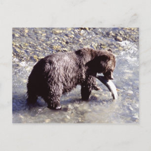 Grizzly bear catching a fish on Vancouver Island Postcard