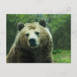 Grizzly Bear Close-Up Postcard