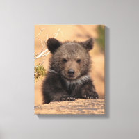 Grizzly Bear Cub