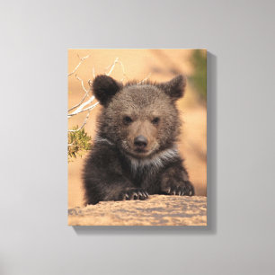 Grizzly Bear Cub Canvas Print