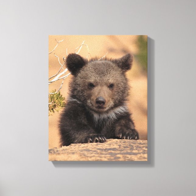 Grizzly Bear Cub Canvas Print (Front)