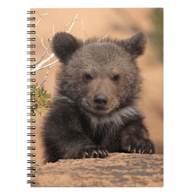 Grizzly Bear Cub Spiral Notebook (Front)