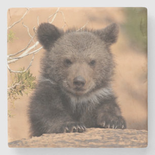 Grizzly Bear Cub Stone Coaster