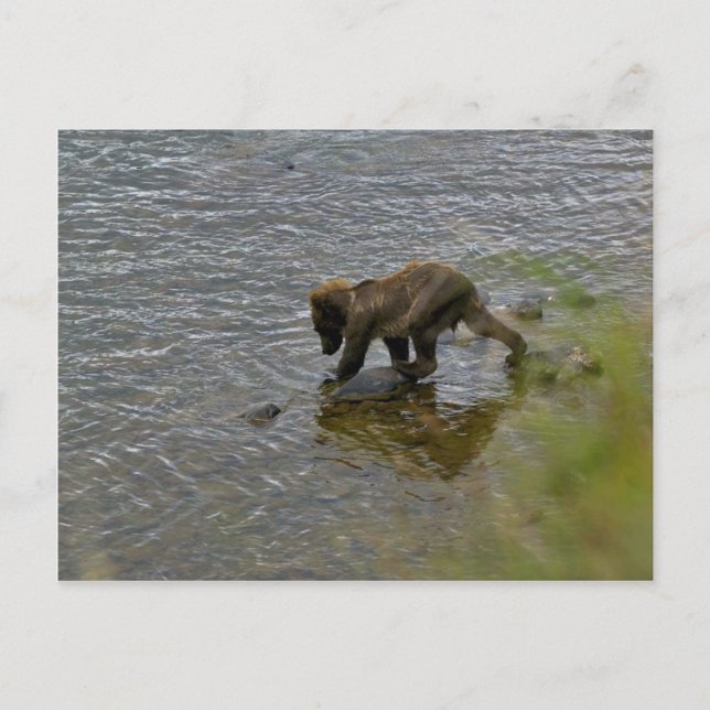 Grizzly bear cubs postcard (Front)