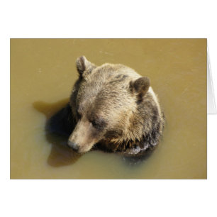 Grizzly Bear in the Water