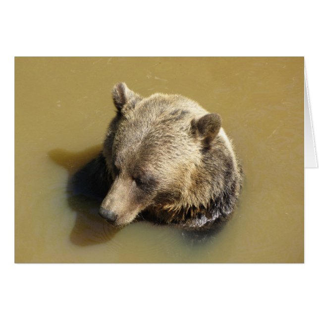 Grizzly Bear in the Water (Front Horizontal)