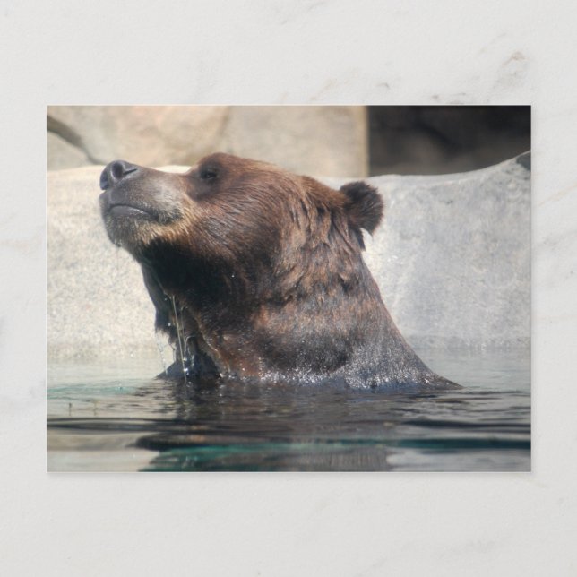 Grizzly Bear in the Water Postcard (Front)