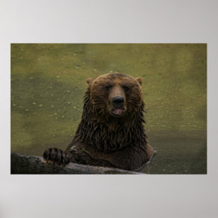 Grizzly Bear In The Water Poster