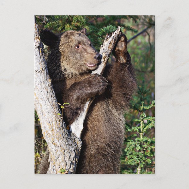 Grizzly Bear leaning on a Tree Postcard (Front)