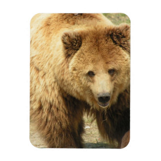 Grizzly Bear Magnet