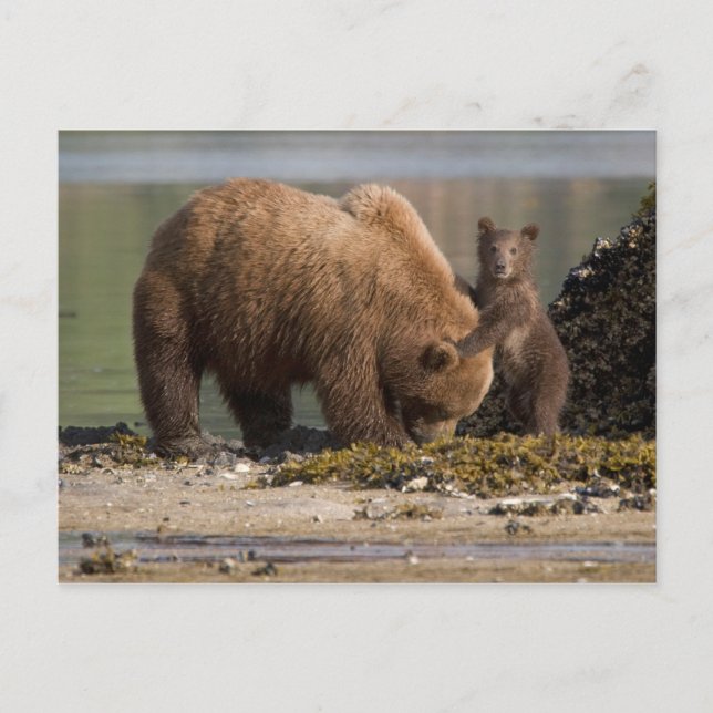 Grizzly Bear Mother with Cub on a Beach Postcard (Front)