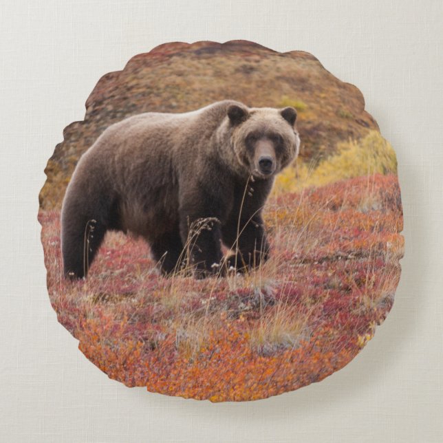 Grizzly Bear Moves Through Autumn Colours In Round Cushion (Front)