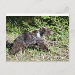Grizzly Bear on the Run Postcard