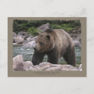 Grizzly Bear - Pastels Postcard