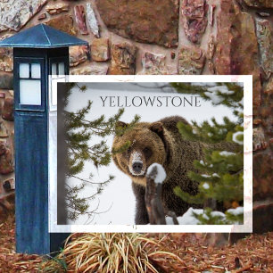 Grizzly Bear, Peeking Out Yellowstone NP Postcard