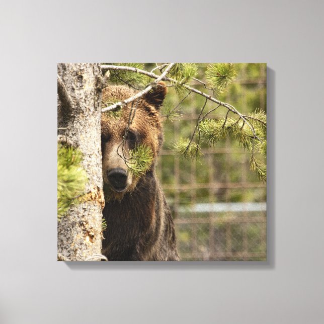 GRIZZLY BEAR PEEKING PHOTOGRAPHY WRAPPED CANVAS (Front)