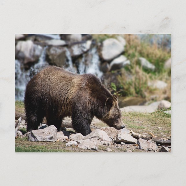 Grizzly Bear Photo Postcard (Front)