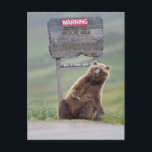 Grizzly Bear Plays With Sign Postcard<br><div class="desc">Grizzly bear scratches a roadside sign in Sable Pass,  Denali National Park,  Alaska</div>