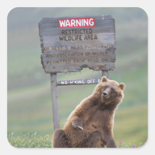 Grizzly Bear Plays With Sign Square Sticker