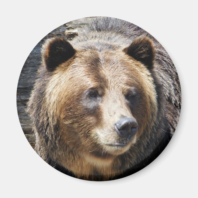 Grizzly Bear Portrait Magnet (Front)